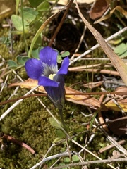 Gentianopsis thermalis