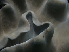 Lobophytum sarcophytoides