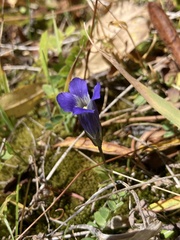 Gentianopsis thermalis