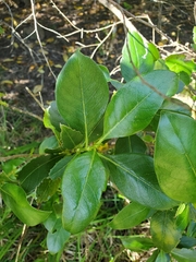 Coprosma macrocarpa