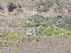 Oreopholus ruficollis