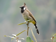 Pycnonotus leucogenys