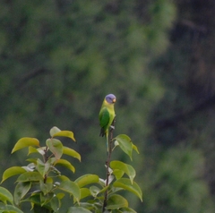 Psittacula cyanocephala