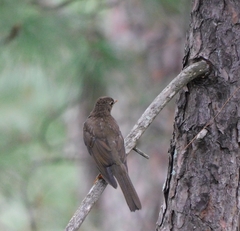 Turdus