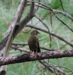 Turdus