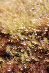 Pyrrhobryum spiniforme