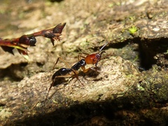 Odontomachus erythrocephalus