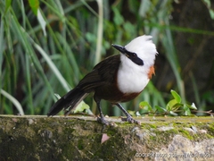 Garrulax leucolophus