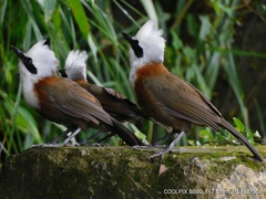 Garrulax leucolophus