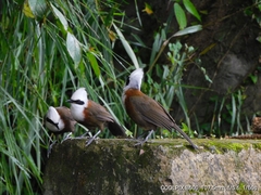 Garrulax leucolophus