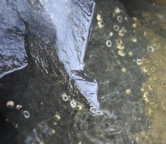 Amphibalanus improvisus