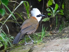 Garrulax leucolophus