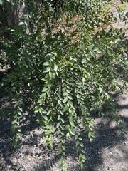 Ulmus pumila