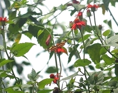 Mechanitis lysimnia nesaea