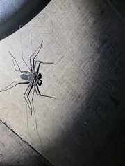 Paraphrynus laevifrons