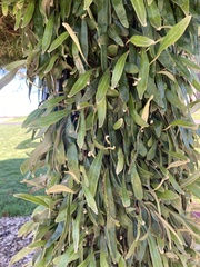 Pyrrosia eleagnifolia