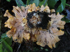 Cantharellus enelensis