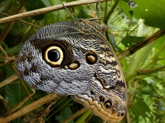 Caligo telamonius