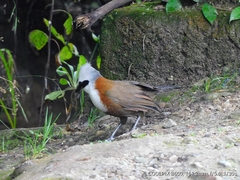 Garrulax leucolophus