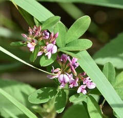 Lespedeza violacea