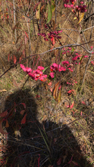 Euonymus