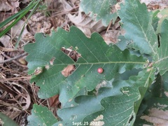 Andricus noliquercicola