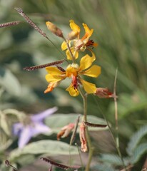 Hoffmannseggia glauca