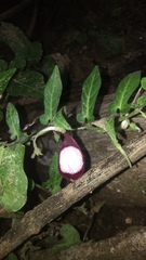 Aristolochia nelsonii