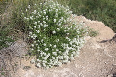 Lepidium fremontii