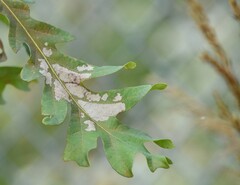 Zygaenoidea