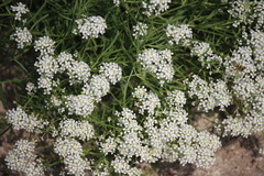 Lepidium fremontii