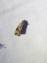 Endothenia