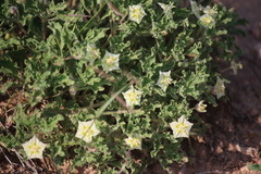 Chamaesaracha sordida