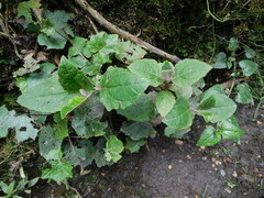 Munnozia