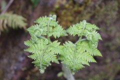 Hypolepis dicksonioides