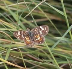 Phyciodes picta