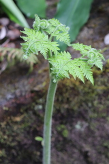 Hypolepis dicksonioides