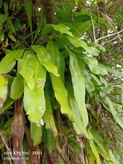 Microsorum punctatum