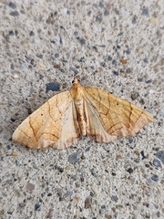 Eulithis diversilineata