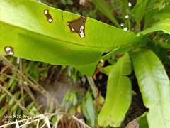 Microsorum punctatum