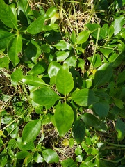Coprosma robusta