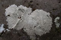 Lecanora