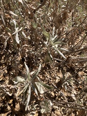 Salvia apiana