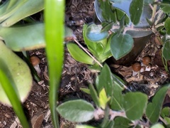 Psilocybe cyanescens