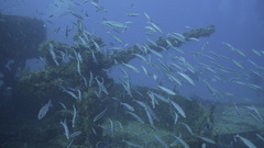 Decapterus macarellus