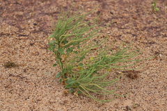 Dysphania rhadinostachya