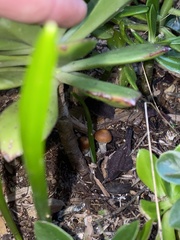 Psilocybe cyanescens