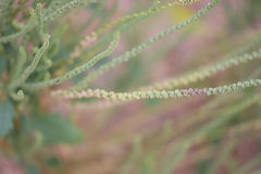 Dysphania rhadinostachya