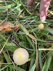 Bolbitius