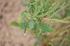 Dysphania rhadinostachya